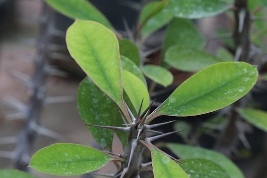 Leaves and thorns of Christ Thorn plant, latin name Euphorbia Milii, native to Madagascar. 