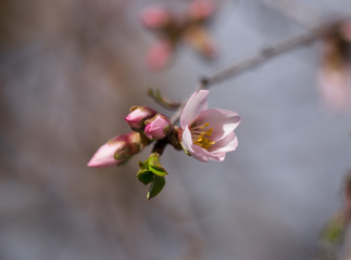 almonds tree  flowes buds on a twing blured background in spring season day