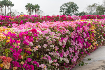 Many bougainvillea flowers bloom in various colors.