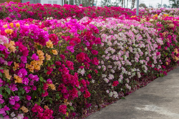 Obraz premium Many bougainvillea flowers bloom in various colors.
