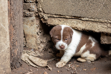 The white and brown Thai puppy lives in a burrow of concrete.