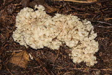 Sparassis Crispa