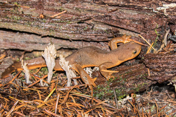 California Newt