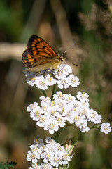 butterfly on a flower