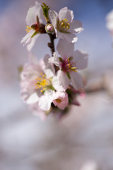 almonds tree  flowes on a twing bee blured background in spring season day