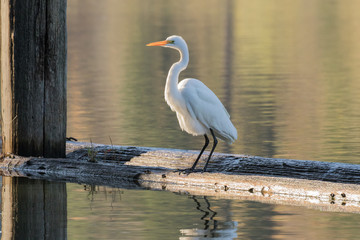 Egret on Breakwater