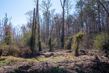 Dead Swamp Path
