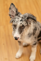 Dog Puppy Border Collie Merle