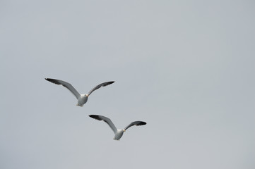 Seagulls in the sky