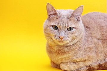 Red cat isolated on a yellow background,