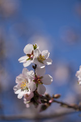 almonds tree  flowes on a twing bee blured background in spring season day
