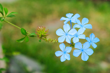 Many small delicate blue flowers.