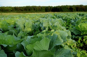 Naklejka premium きゃべつ 野菜 畑 風景 杤木 秋