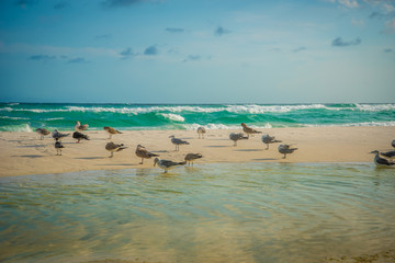 Fototapeta na wymiar Birds at the Beach in Destin Florida 