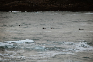 Obraz premium Surfers swimming to the peak of the beach