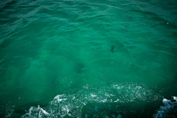 Jelly Fish in the Ocean 