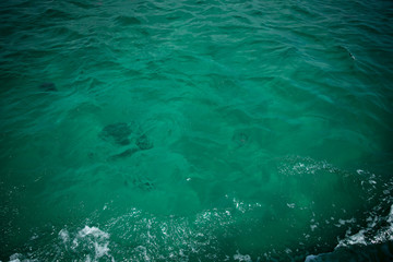 Fototapeta na wymiar Jelly Fish in the Ocean 