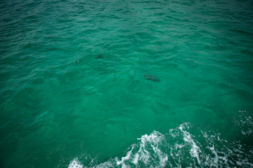 Jelly Fish in the Ocean 
