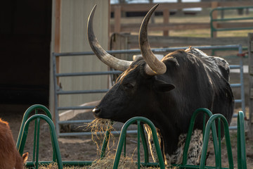 bull in field
