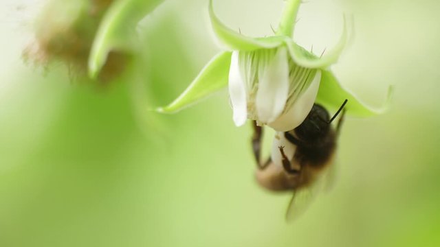 Honey bee on flower pollination macro shot