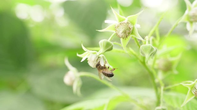 Honey bee on flower pollination macro shot