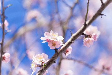 almonds tree  flowes on a twing bee blured background in spring season day