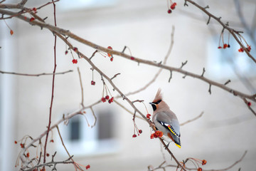 a wild bird called a whistle sits on a tree branch in the city against the background of Windows of an apartment building