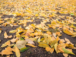 background of many small autumn leaves close-up