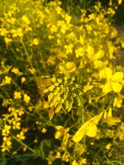 field of yellow flowers