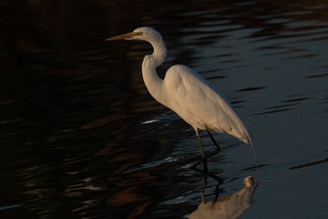 Great egret in beautiful light, seen in the wild in a North California marsh 