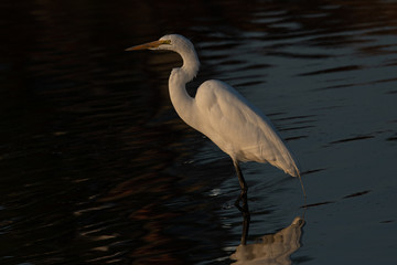 Great egret in beautiful light, seen in the wild in a North California marsh 