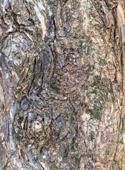 Old Wood Tree background surface  natural pattern, surface of the brown tree.