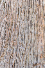 Old Wood Tree background surface  natural pattern, surface of the brown tree.