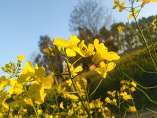 field of yellow flowers