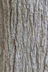 Old Wood Tree background surface  natural pattern