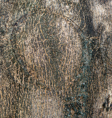 Old Wood Tree background surface  natural pattern