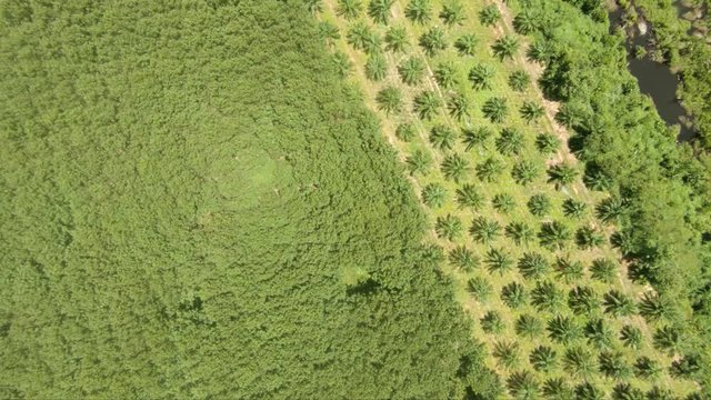 4k footage aerial drone view of forest fields and pineapple field in Thailand near Krabi 25fps slowmotion drone come close