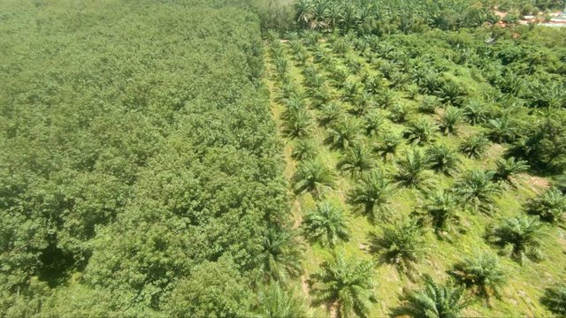 4k footage aerial drone view of forest fields and pineapple field in Thailand near Krabi sunny day