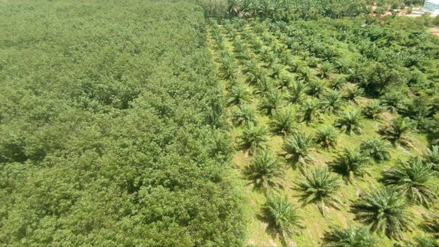 4k footage aerial drone view of forest fields and pineapple field in Thailand near Krabi slowmotion
