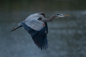 Great blue heron flying in the wild in North California 
