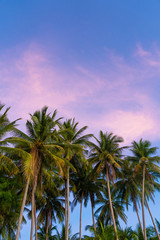 Fototapeta na wymiar Tropical palm trees against a blue-purple sunset sky. Sunset in the tropics