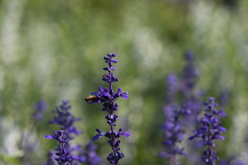 Blue salvia plants