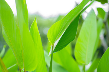 Saturated green leaf of a tropical plant