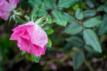 Slightly closed pink rose