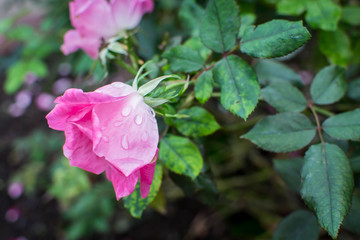 Slightly closed pink rose