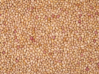roman bean background