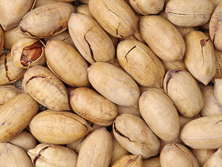 Pecan nuts on white background