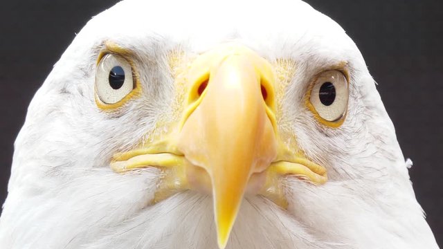 north america bald eagle