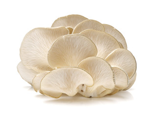 oyster mushroom on white background