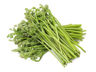 fern bracken on white background